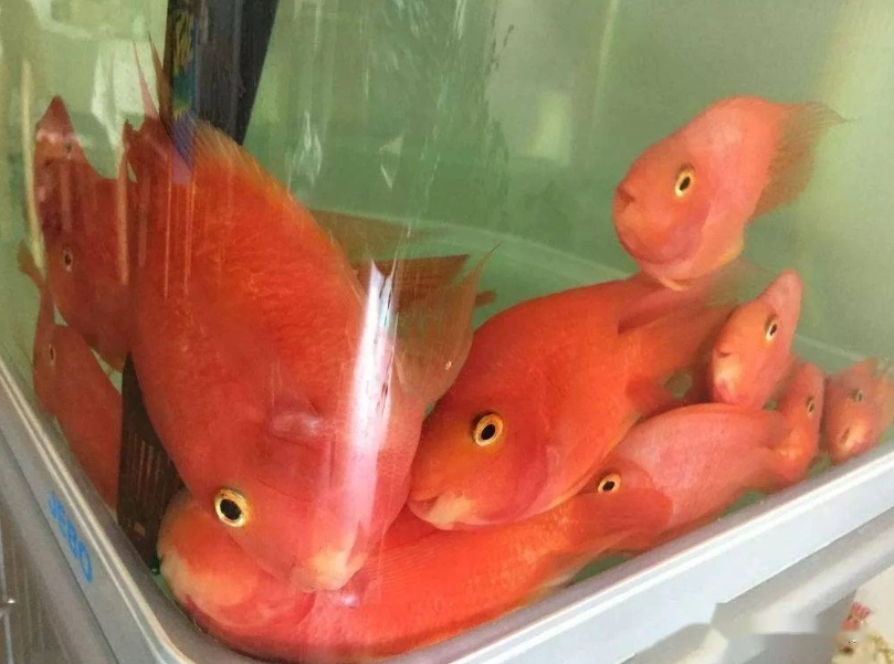 觀賞魚 新手 觀賞魚 新手