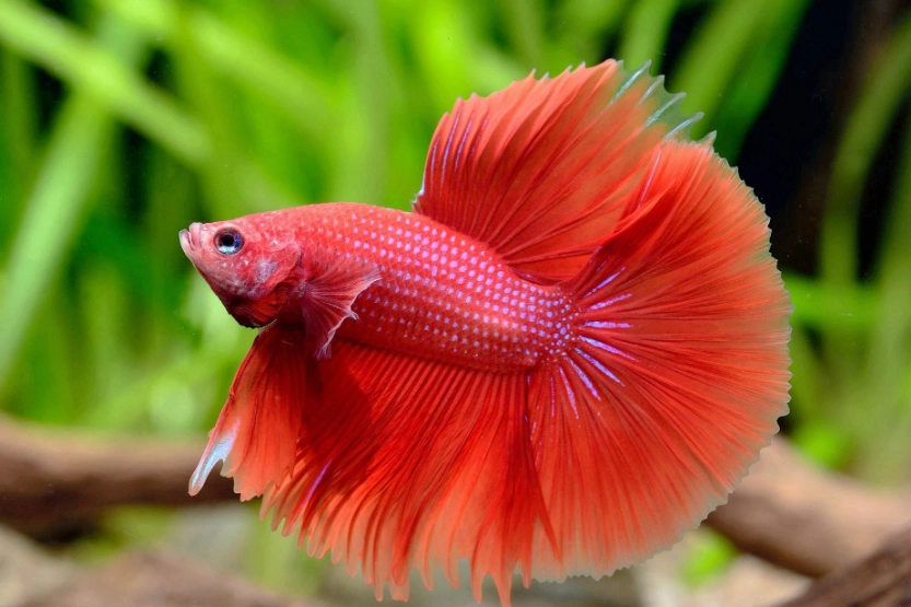 鬥魚水質管理 鬥魚水質管理