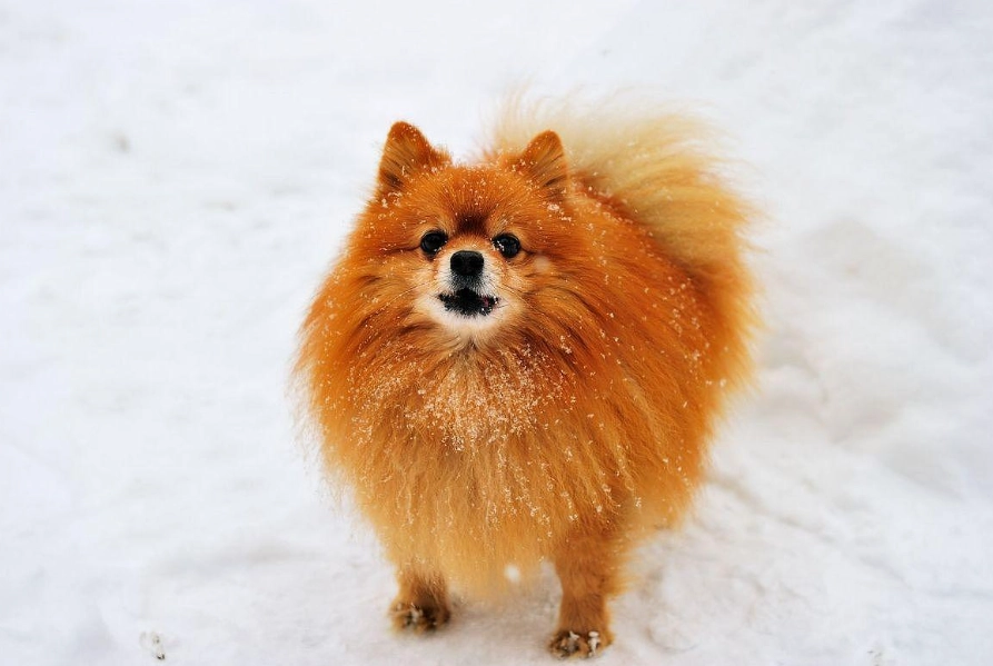 博美犬饲养 博美犬饲养