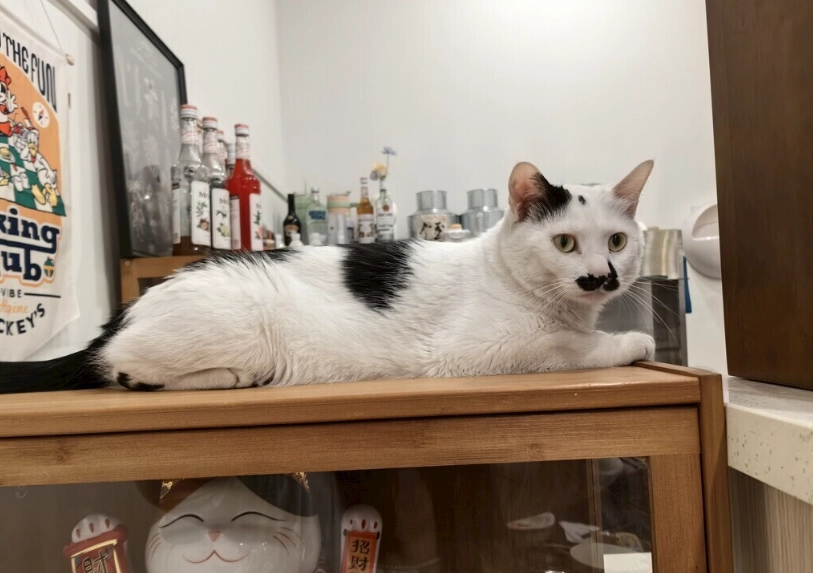 奶牛貓飼養 奶牛貓飼養