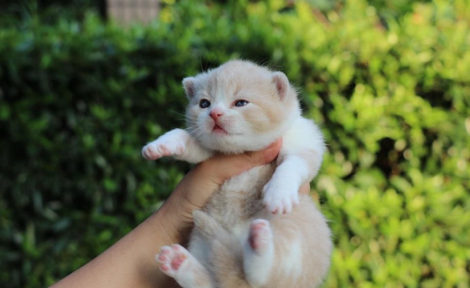 乳白英短飼養