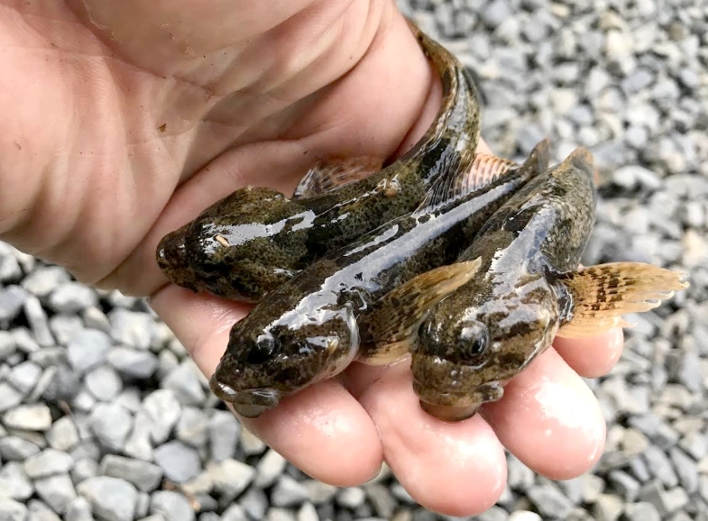 琵琶魚飼養 琵琶魚飼養