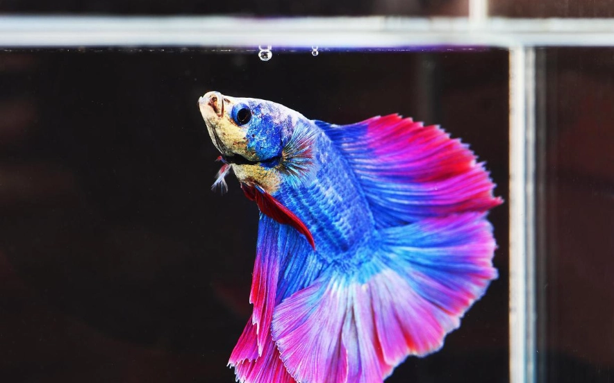 鬥魚換水 鬥魚換水