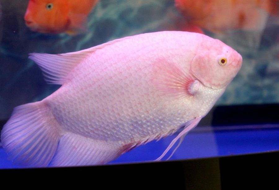招財魚風水