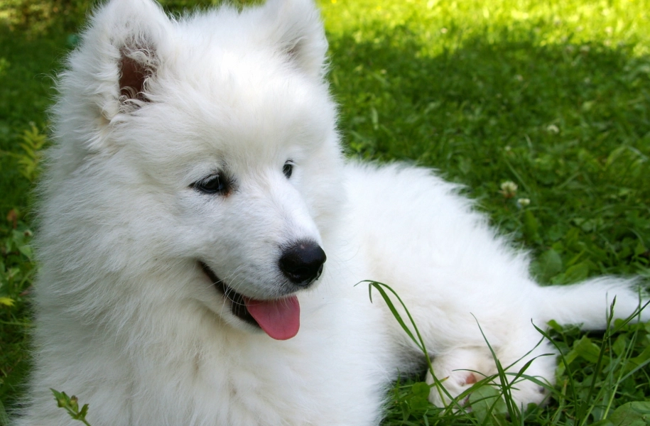 狗犬健康