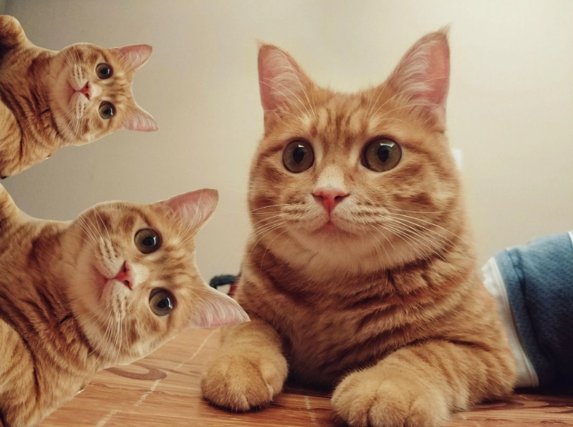 橘貓飼養 橘貓飼養