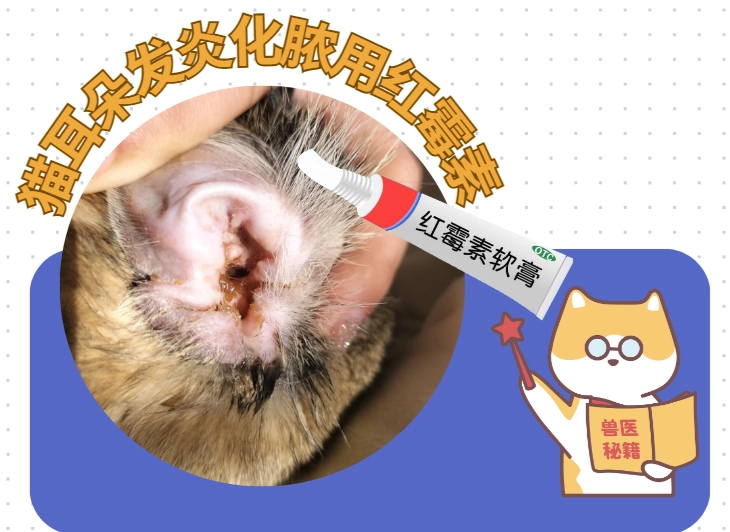 貓耳朵發炎治療