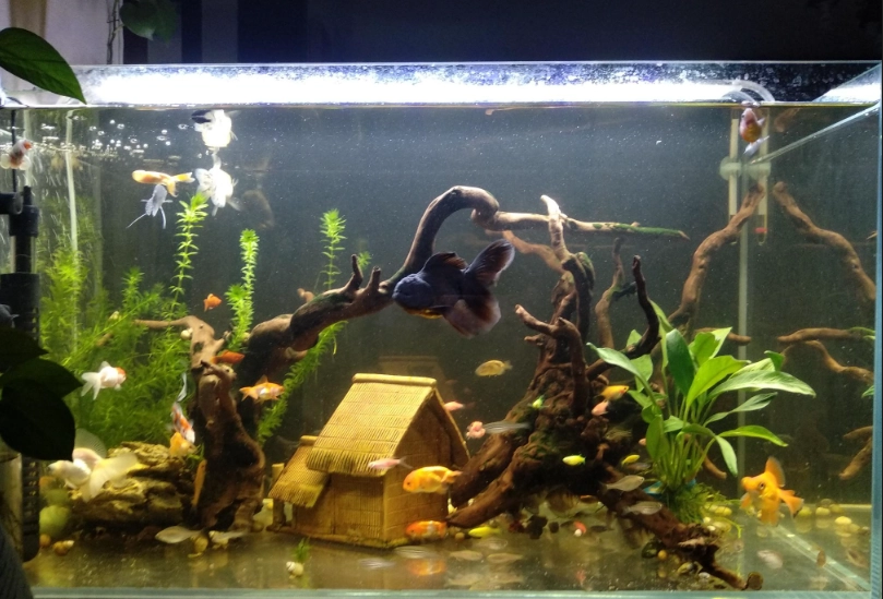 免打氣觀賞魚 免打氣觀賞魚