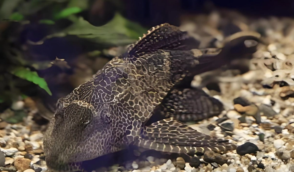 清道夫魚