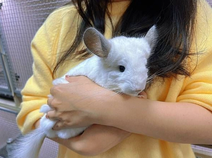 龍貓飼養 龍貓飼養