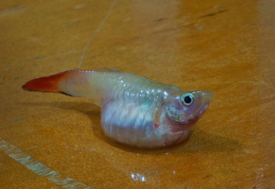 大肚魚營養 大肚魚營養
