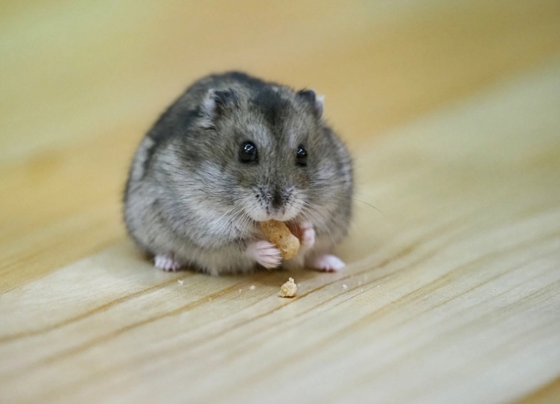倉鼠飼料成分 倉鼠飼料成分