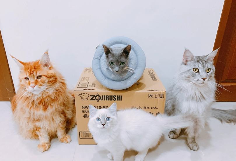 山貓紋布偶貓飼養