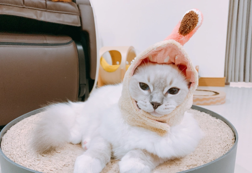 布偶貓山貓紋