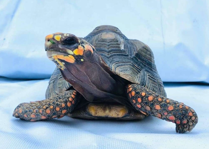 龜龜死亡判斷