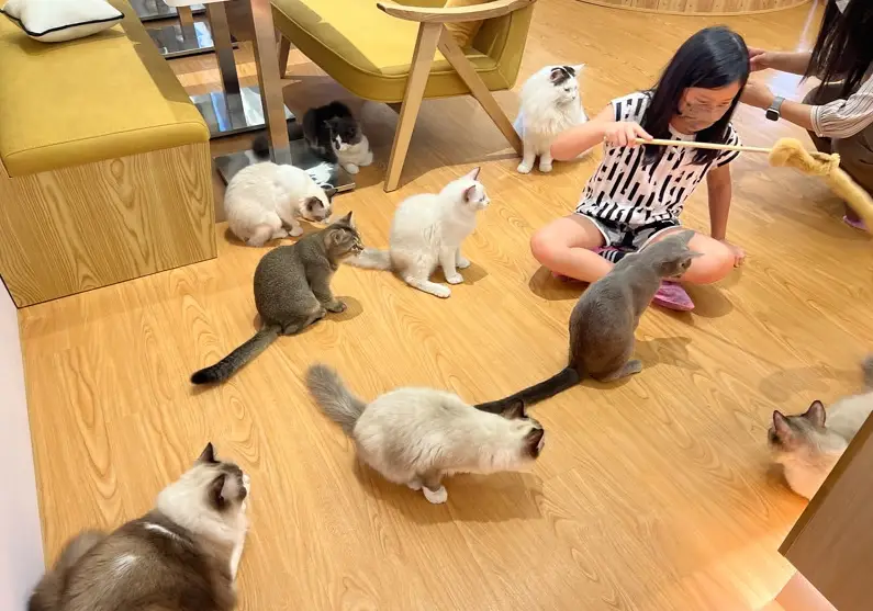 貓咪摸摸