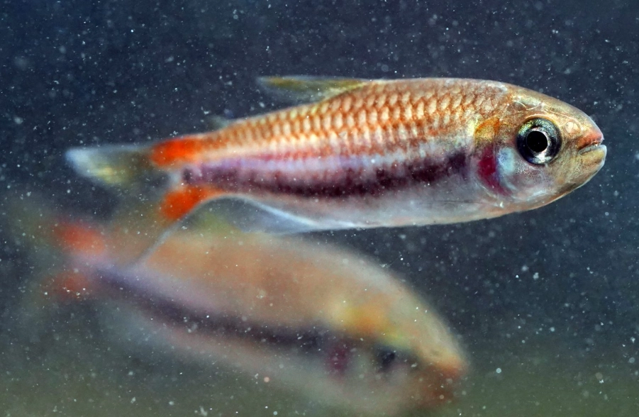 日光燈魚繁殖 日光燈魚繁殖
