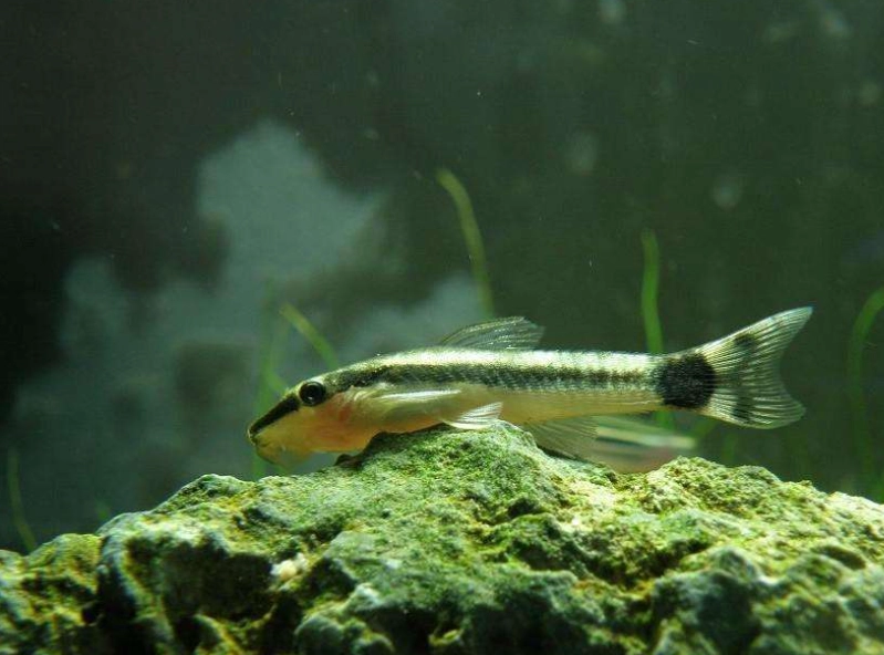 小精靈魚飼養