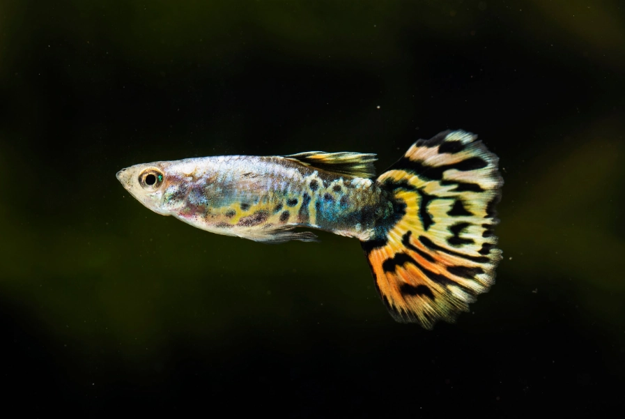 孔雀魚水溫