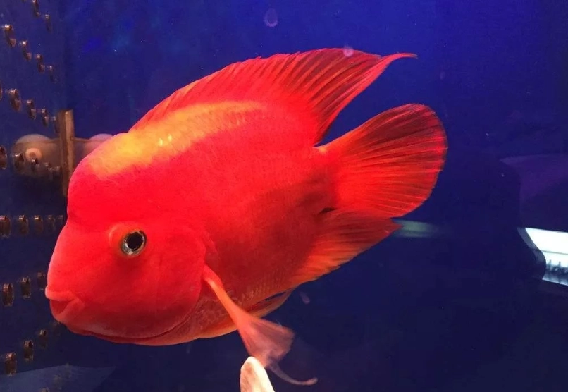 寵物魚 飼養 寵物魚 飼養