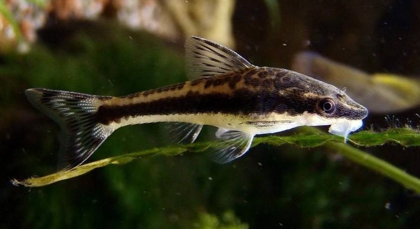小精靈魚吃什麼