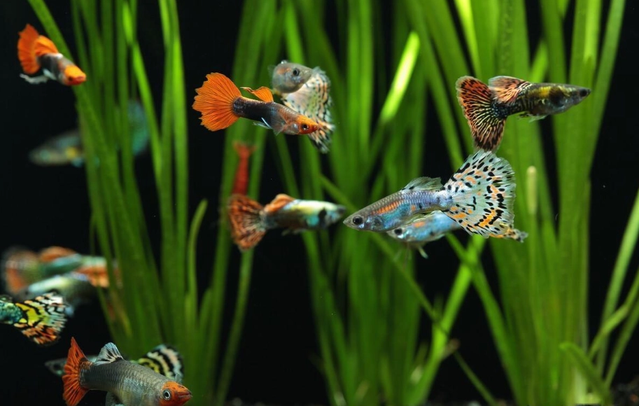 孔雀魚水溫
