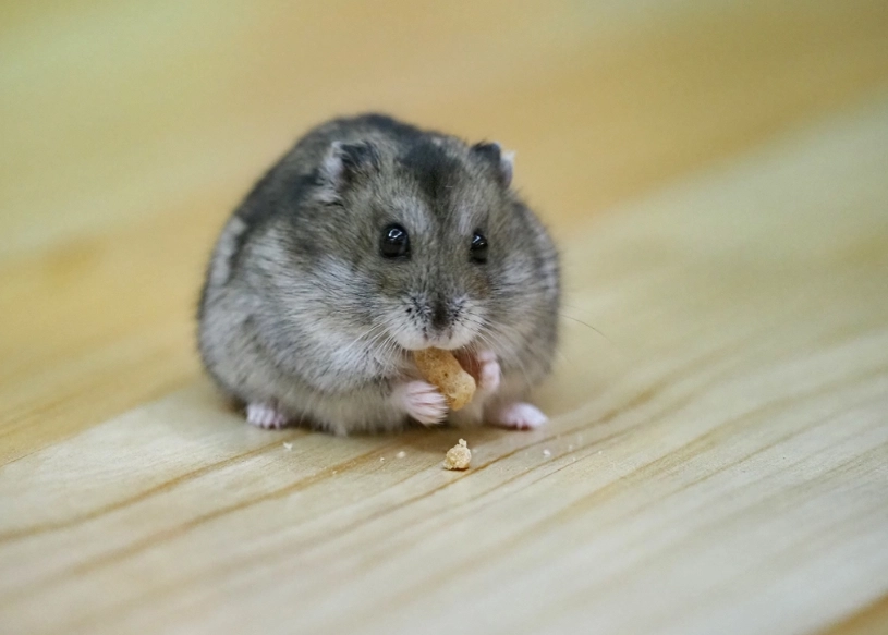 銀狐倉鼠飼養