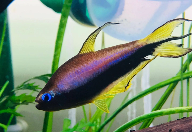 燈科魚疾病 燈科魚疾病