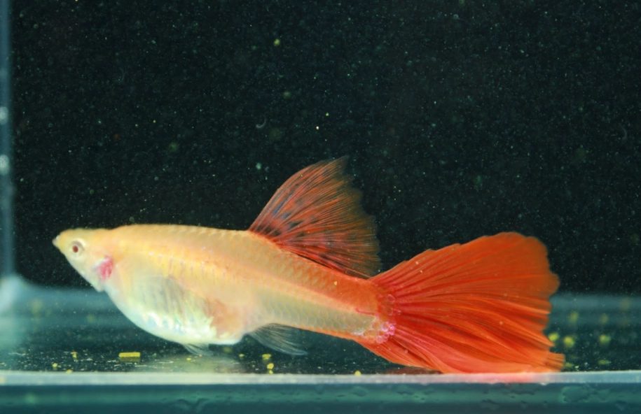 孔雀魚水溫