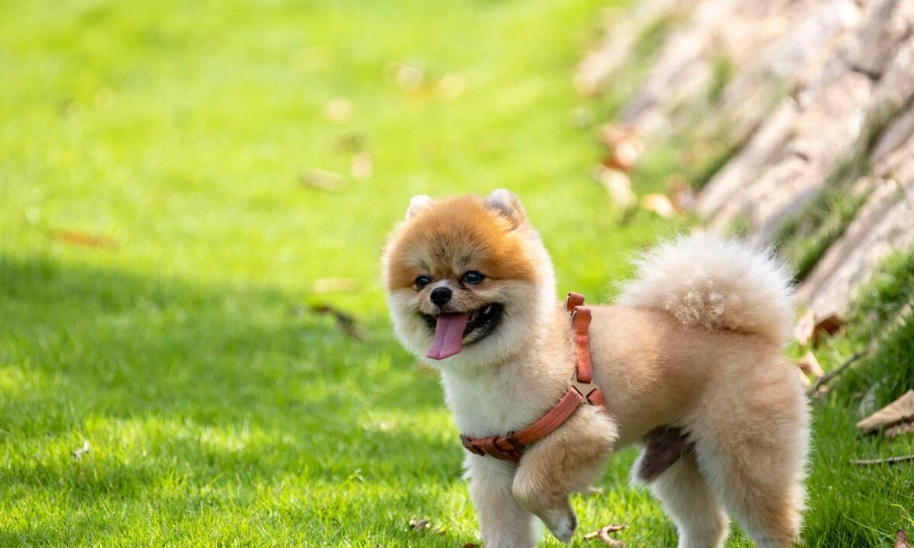 狐狸博美犬 狐狸博美犬