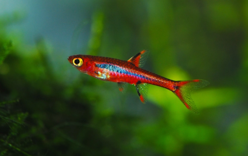 日光燈魚繁殖 日光燈魚繁殖