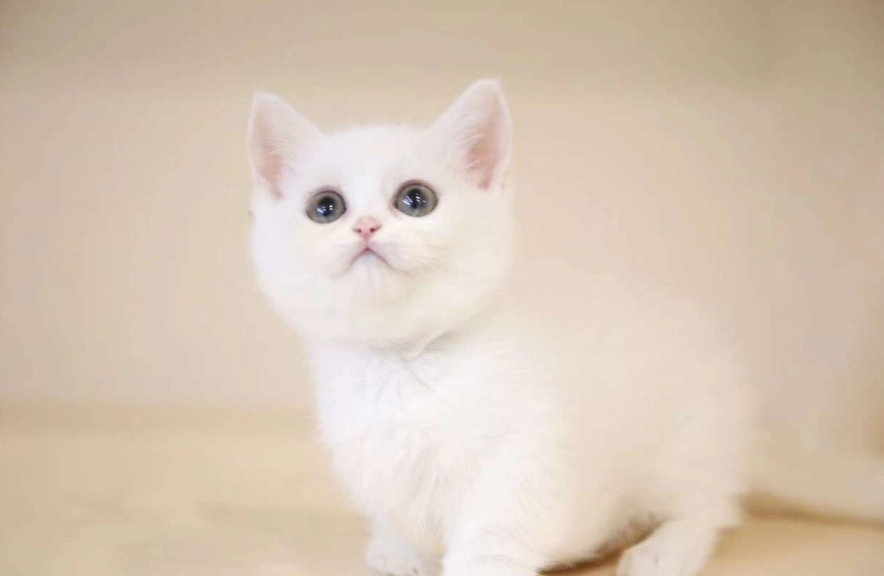 曼基貓飼養注意事項