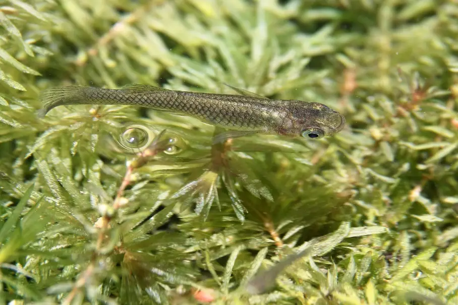 大肚魚料理 大肚魚料理