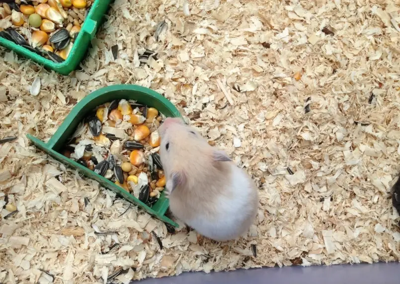 倉鼠飼料成分 倉鼠飼料成分