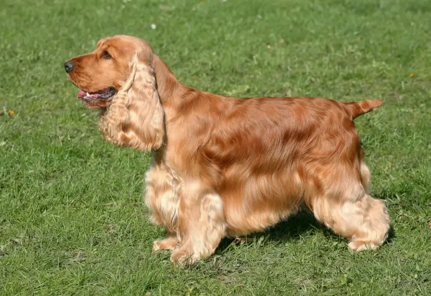英國可卡犬性格 英國可卡犬性格