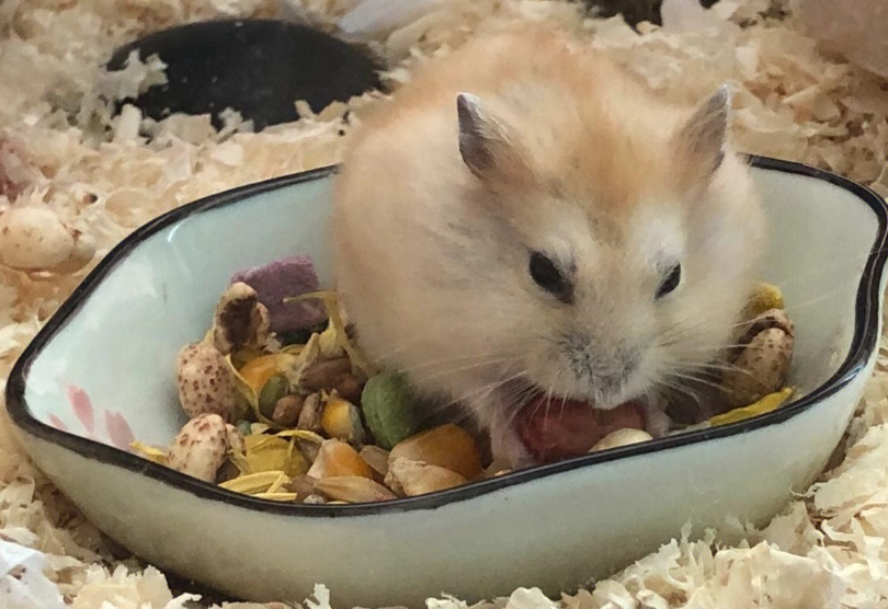 倉鼠飼料推薦 倉鼠飼料推薦