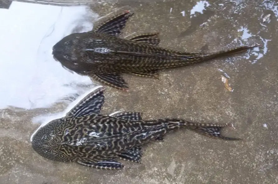 清道夫魚飼養