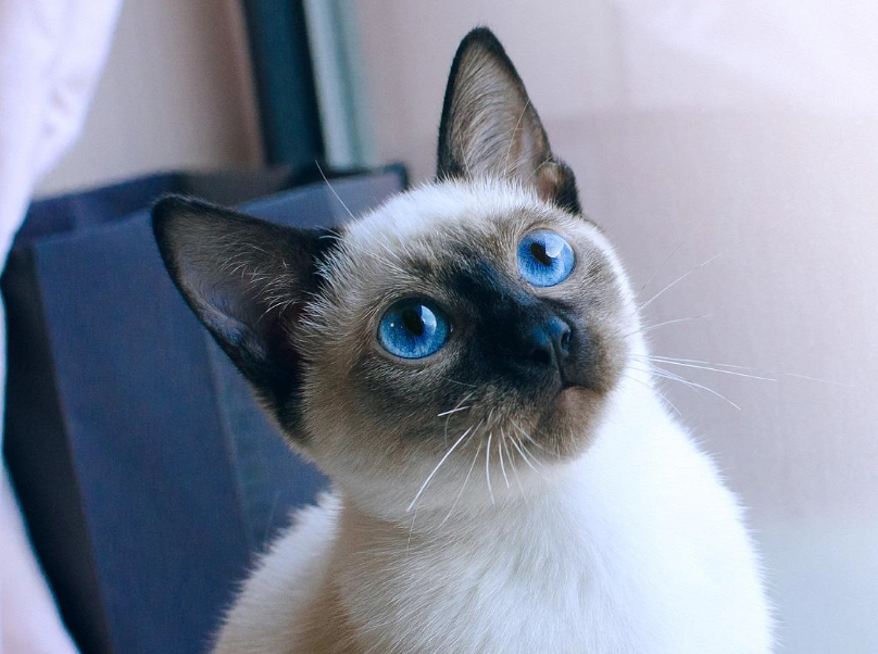 星羅貓飼養 星羅貓飼養