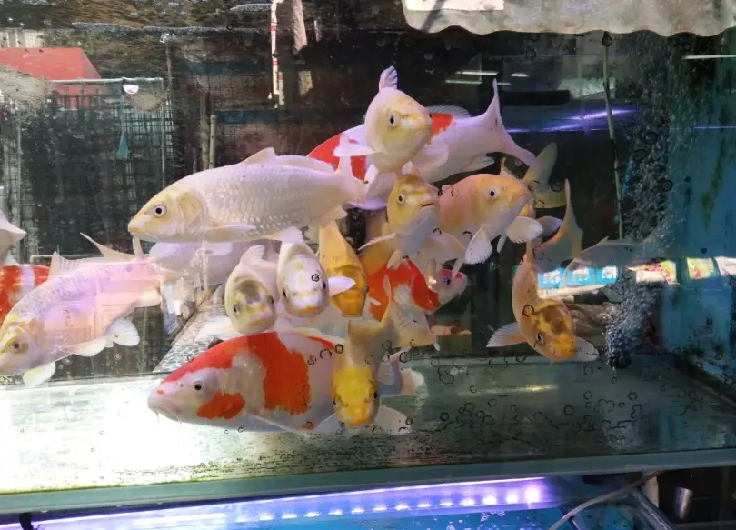觀賞魚 新手 觀賞魚 新手