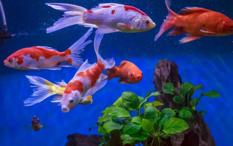 免打氣觀賞魚 免打氣觀賞魚