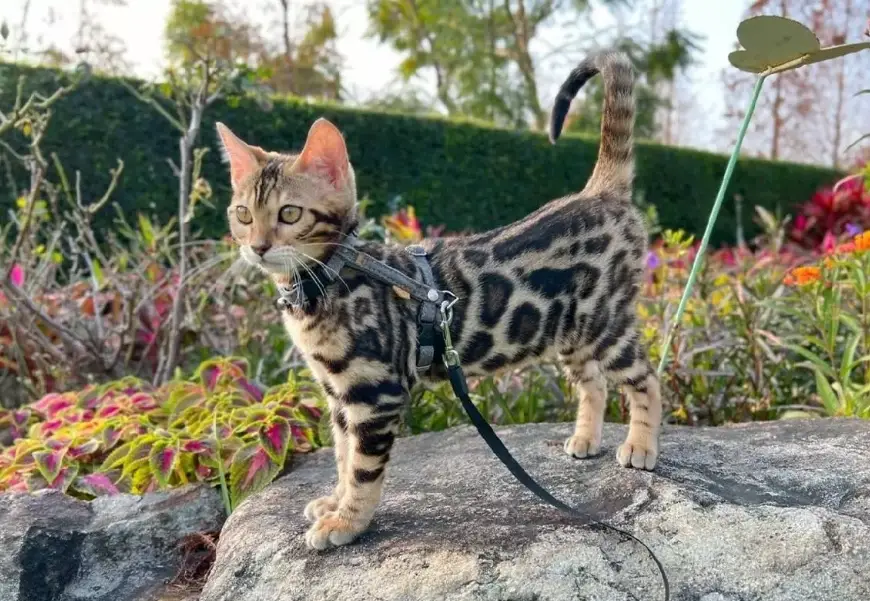 豹貓飼養問題