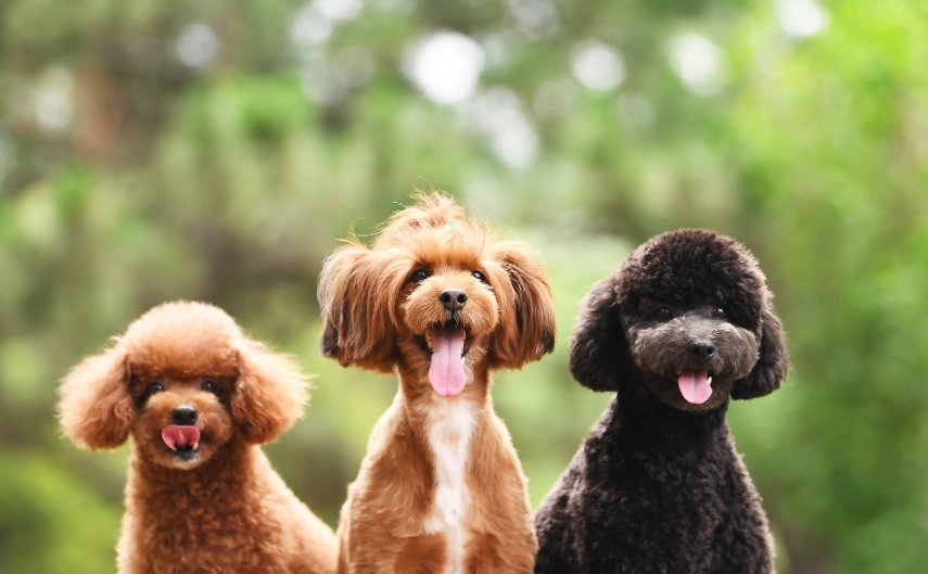 狗犬訓練
