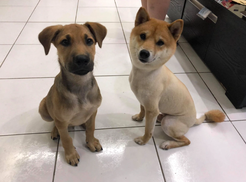 米克斯幼犬訓練