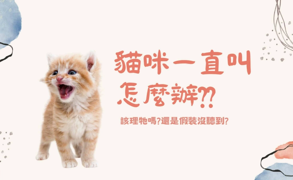 幼貓一直叫解決 幼貓一直叫解決