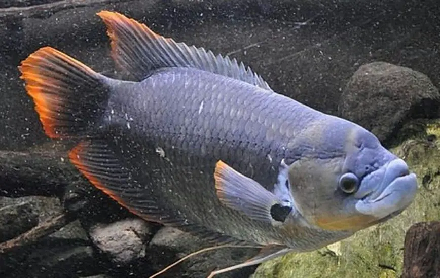 招財魚風水