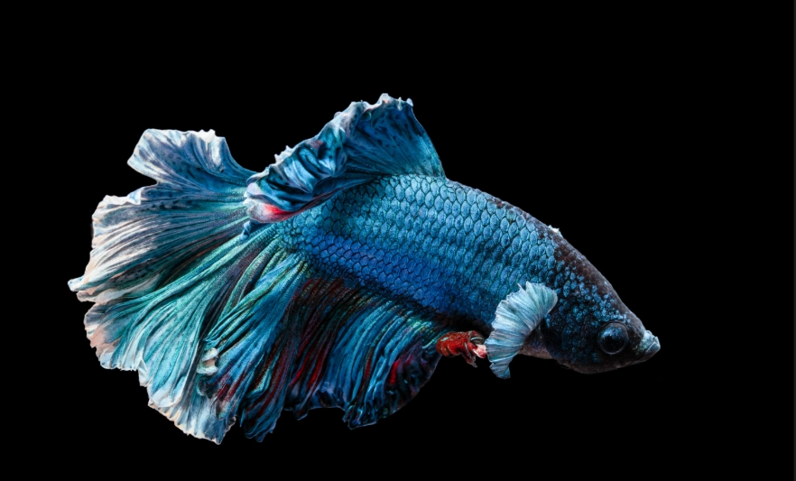 鬥魚換水 鬥魚換水