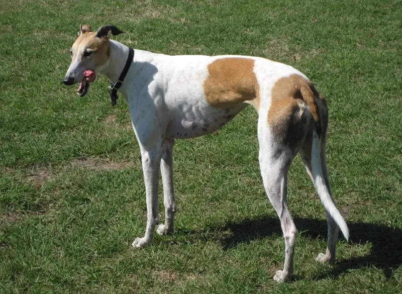 靈堤犬