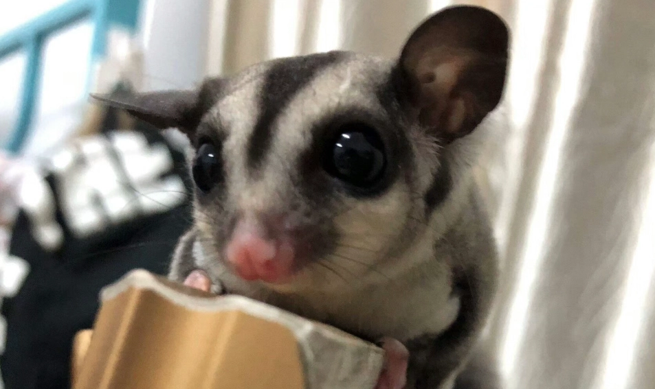 蜜袋鼯飼養