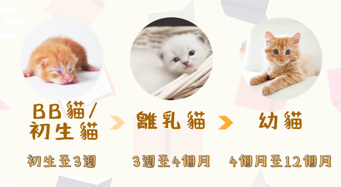 幼貓奶粉沖泡 幼貓奶粉沖泡