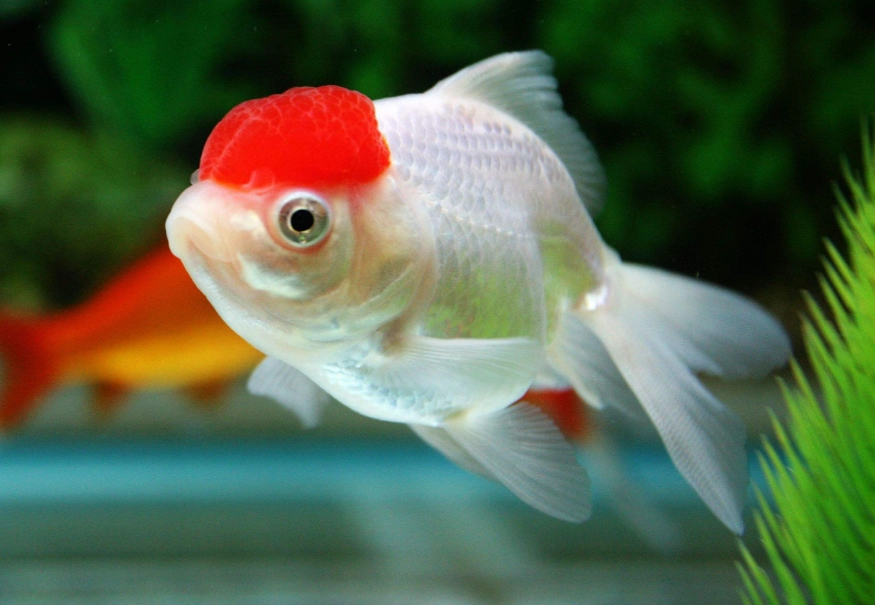 寵物魚 種類 寵物魚 種類